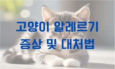 고양이 알레르기 증상 및 대처법